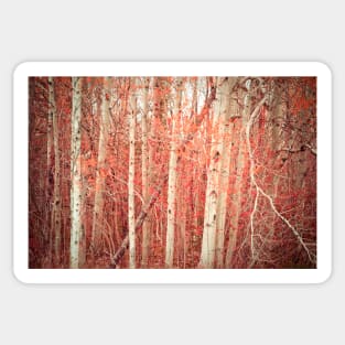 Autumn Birch Trees Sticker